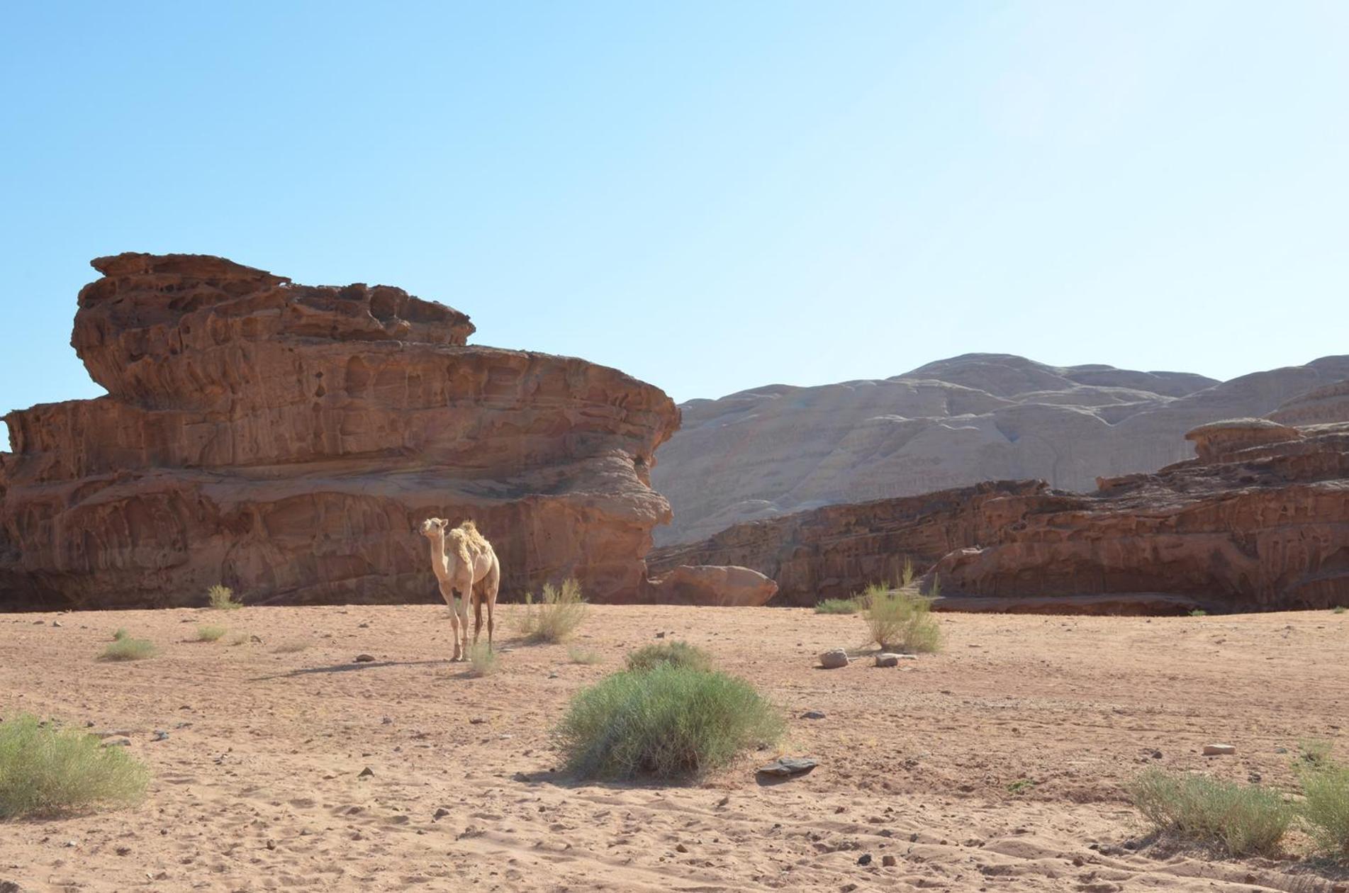 Hotel Wadi Rum Caeser Camp Exterior foto